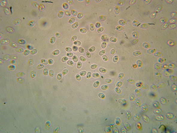 Aphyllophorales a 1500 metri di quota