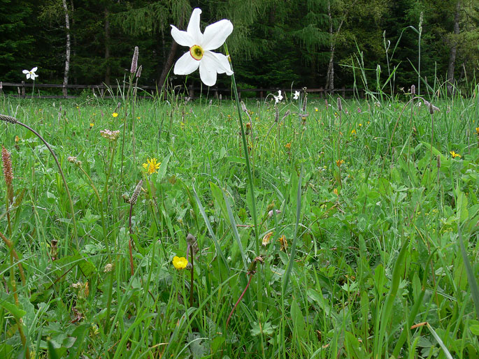 Narcissus poticus