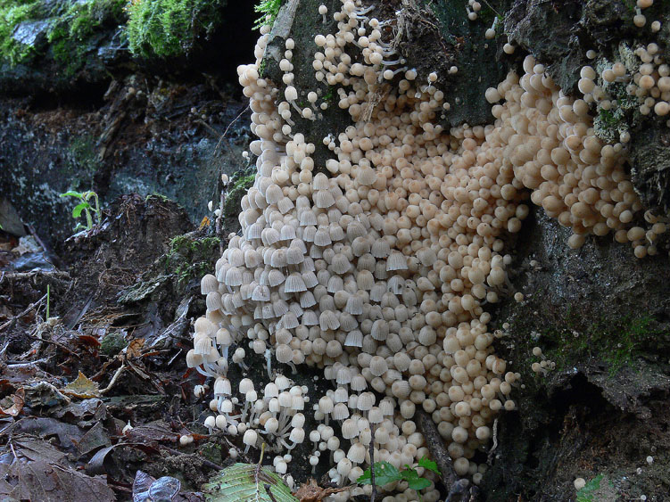 Pioggia...........funghi........