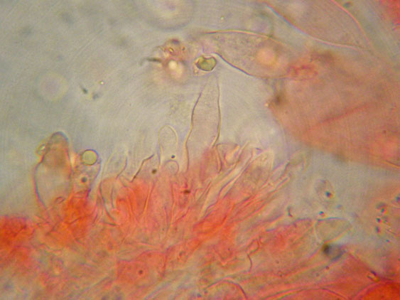 Mycena da determinare (cfr. Mycena galericulata)