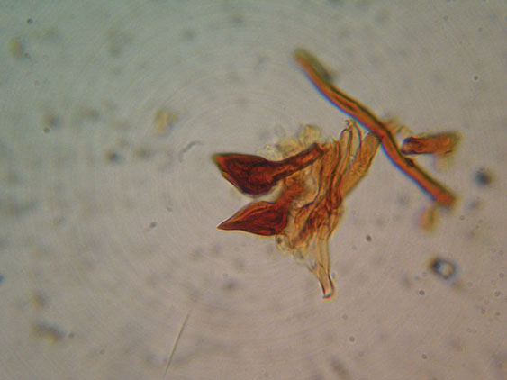 Un lignicolo del Ceppo (Phellinus pomaceus)