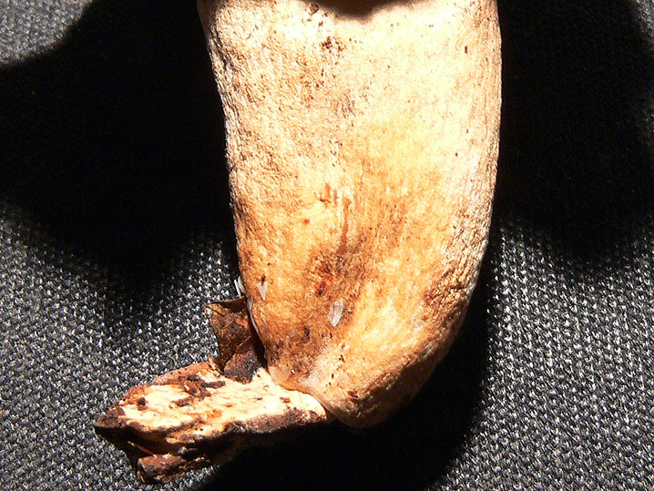 Russula insignis?