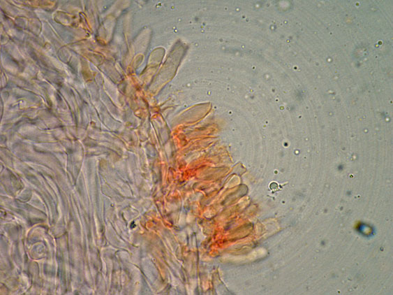 Curiosità più che determinaz.-foto6074(Postia leucomallella)
