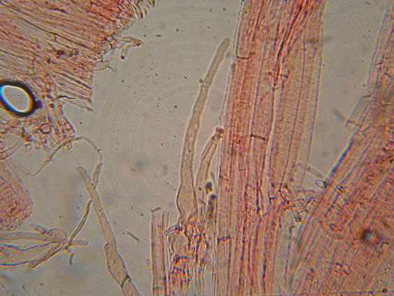 Coprinellus micaceus