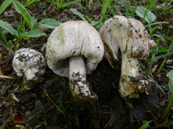 Raccolte del 30 e  31 Maggio