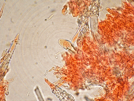 Tubulicrinis subulatus