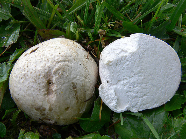 Bovista da determinare