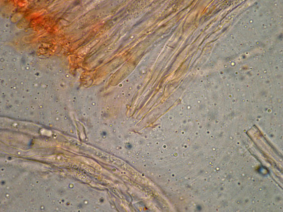 Probabile Stereum rugosum - foto 6656 (Stereum gausapatum)