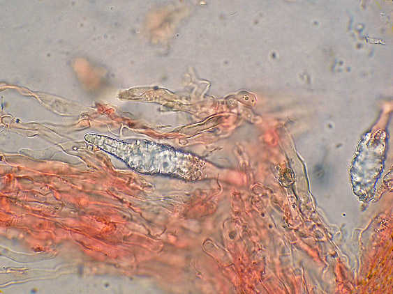 Quiz N.7 (Peniophora quercina)