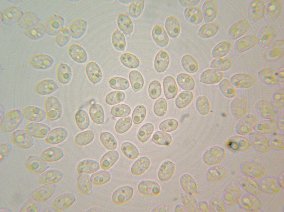 Passeggiata tra i faggi innevati (Schizopora paradoxa)