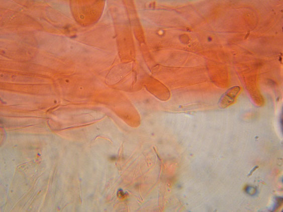 Entoloma rhodopolium fo. nidorosum