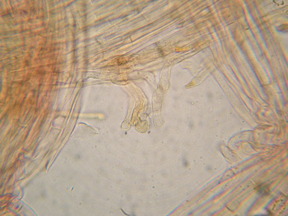 Da determinare (cfr. Callistosporium sp.)