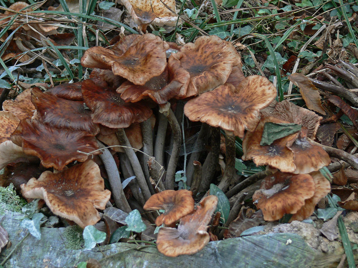 Raccolte del 25 Ottobre