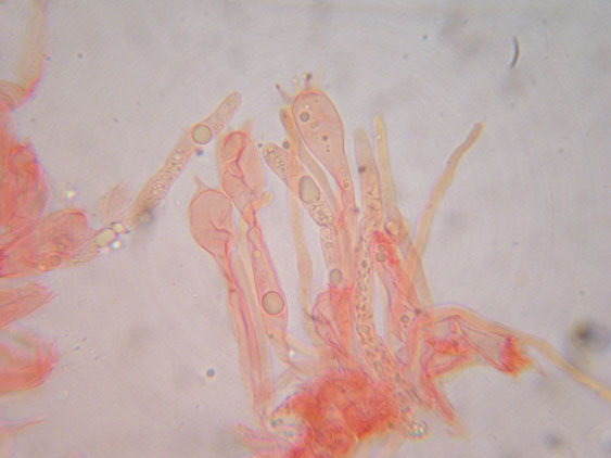 Gloiothele lactescens? (Gloiothele lactescens)