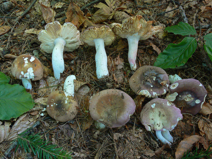 Russula N. 2 da determinare (cfr. Russula turci)