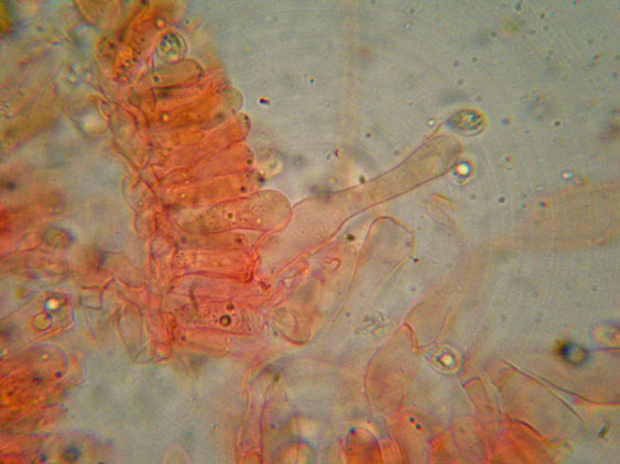 Crepidotus da determinare