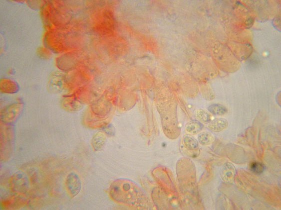 Crepidotus da determinare