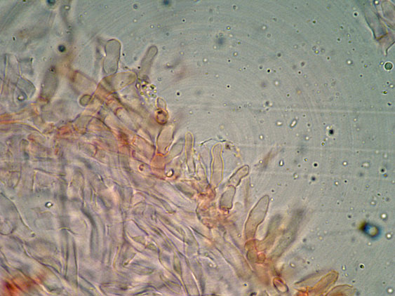 Curiosità più che determinaz.-foto6074(Postia leucomallella)
