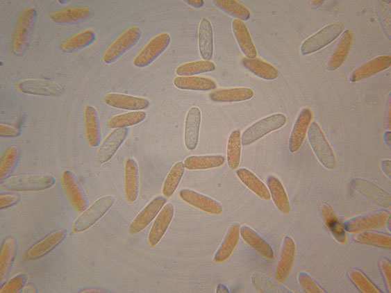 Mutatoderma mutatum