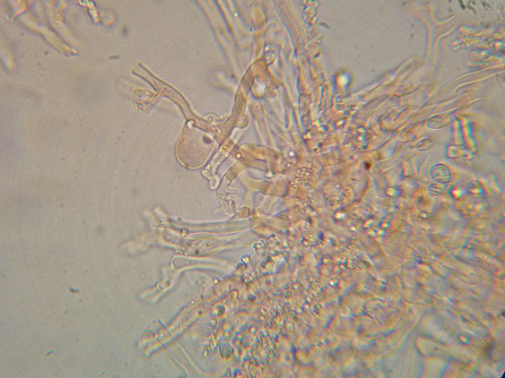Mutatoderma mutatum