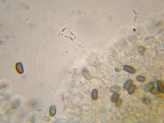 Psathyrella da determinare (cfr. Psathyrella spadiceogrisea)