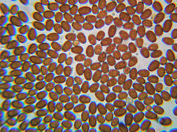 Raccolte del 2 Maggio