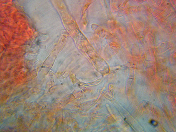 Raccolte del 16 Maggio