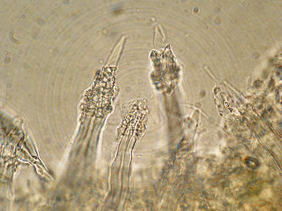 Tubulicrinis subulatus