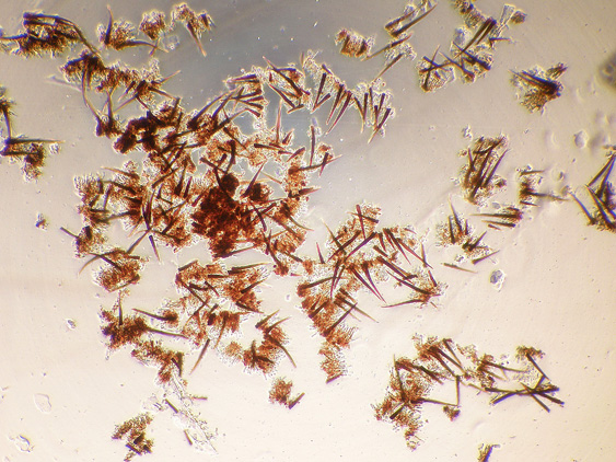 Quiz N. 5 (Hymenochaete fuliginosa)
