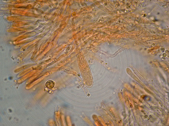 Phlebia... (Phlebia rufa)