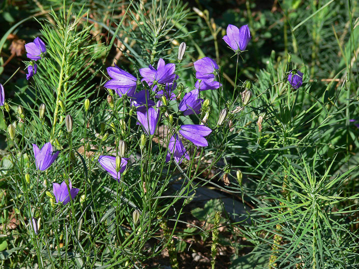 Campanula scheuchzeri