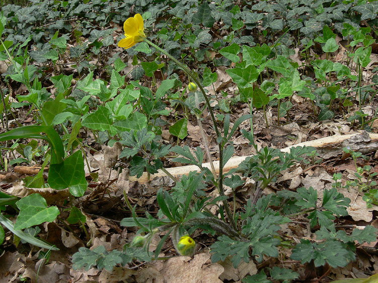 Ranunculus bulbosus