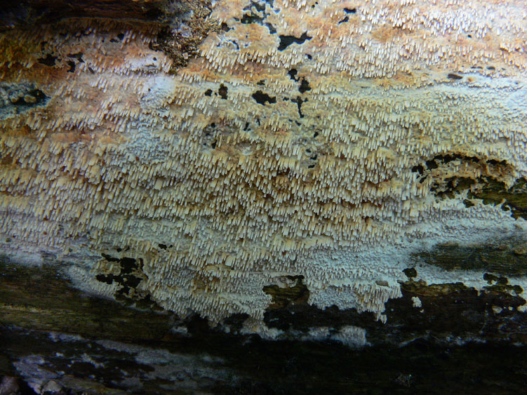 Phanerochaete raduloides? (Phanerochaete aculeata)