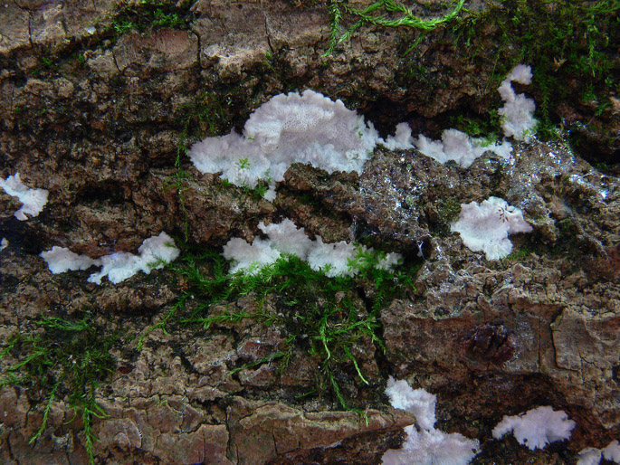 Oxyporus obducens? (Oxyporus obducens)