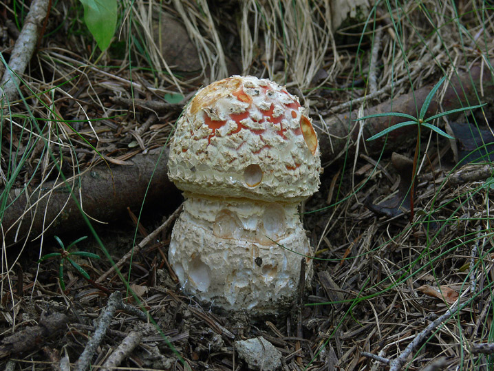 Amanita muscaria