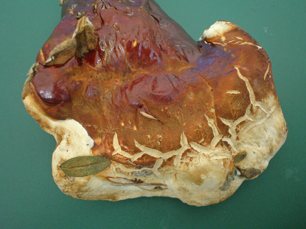 Ganoderma valesiacum Boud