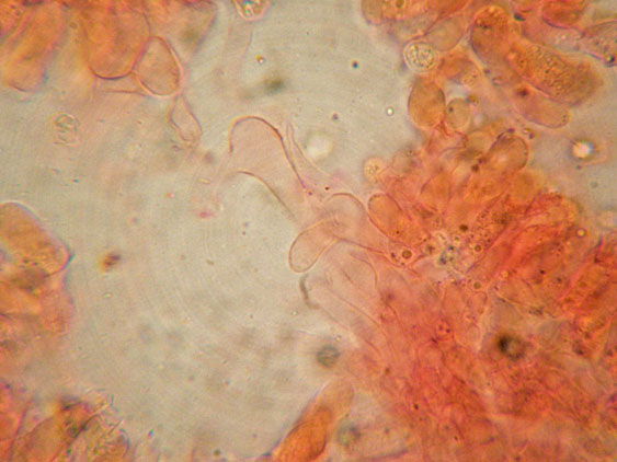 Crepidotus da determinare