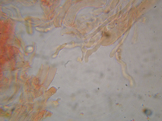 Melanoleuca da determinare