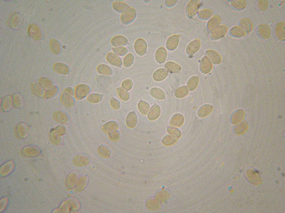 Da determinare (Athelia sp.)