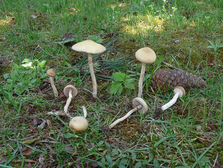 Tra boschi, parchi e giardini.......