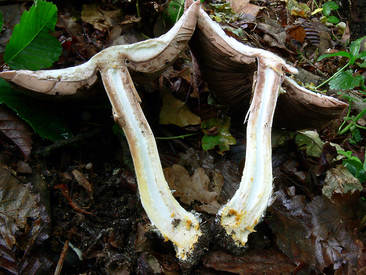 Raccolte del 16 Maggio