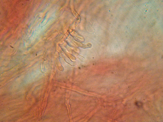 Aphyllophorales quiz (Schizopora flavipora)