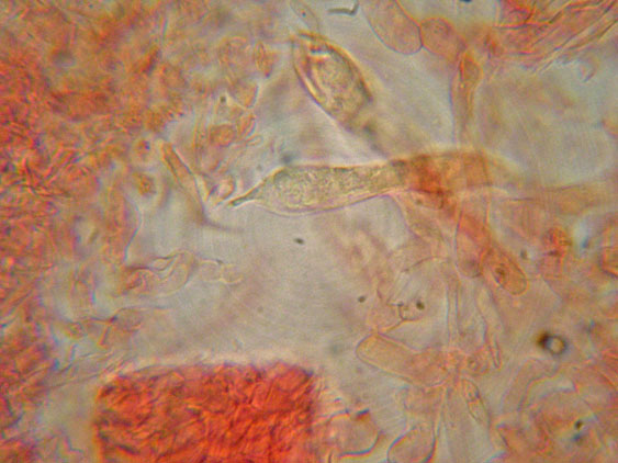 Raccolte del 16 Maggio