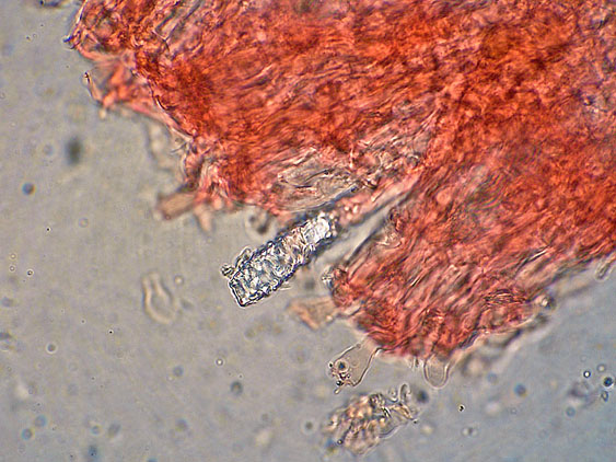 Quiz N.7 (Peniophora quercina)