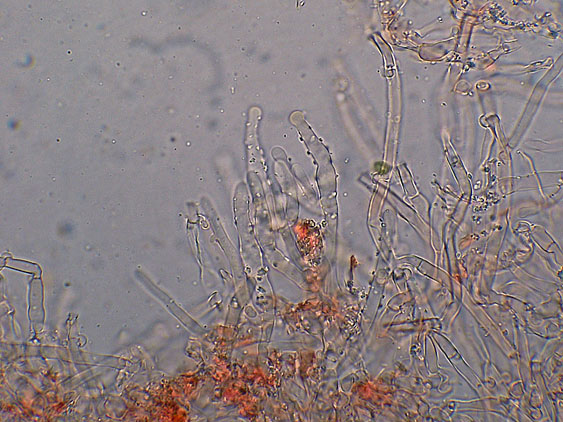 Quiz N.8 (Hyphoderma sambuci)