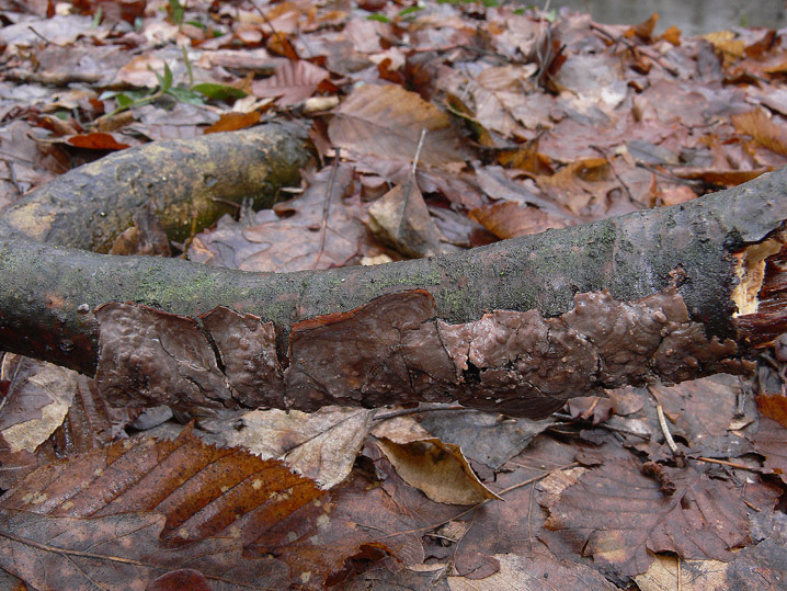 Quiz N.7 (Peniophora quercina)