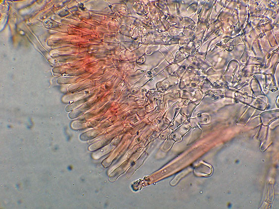 Quiz N.9 (Phanerochaete sordida )