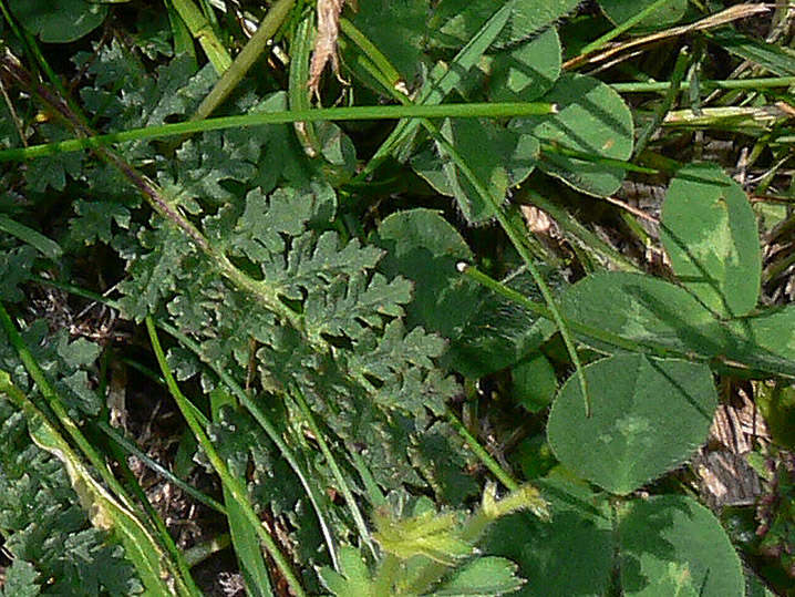 Pedicularis cenisia?