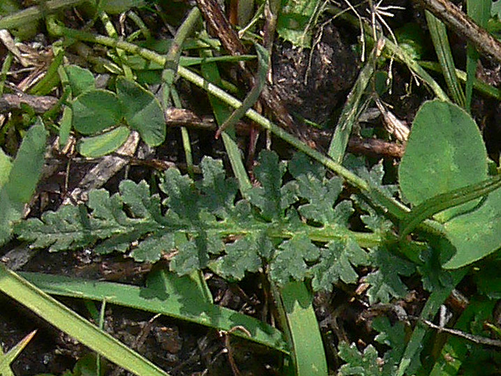 Pedicularis cenisia?