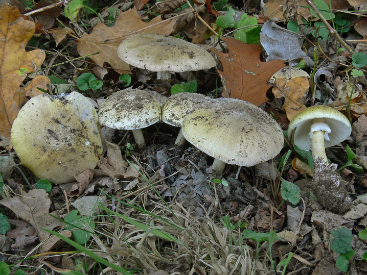 Raccolte del 18 Ottobre